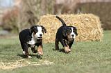 GRAND BOUVIER SUISSE 029
